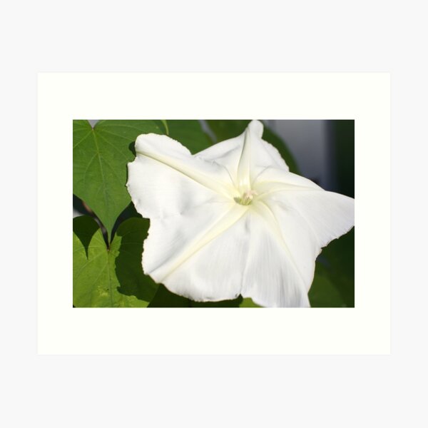 Aperçu de l'œuvre Moonflower créée et vendue par Jason Teeple.