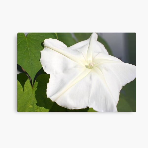 Aperçu de l'œuvre Moonflower créée et vendue par Jason Teeple.
