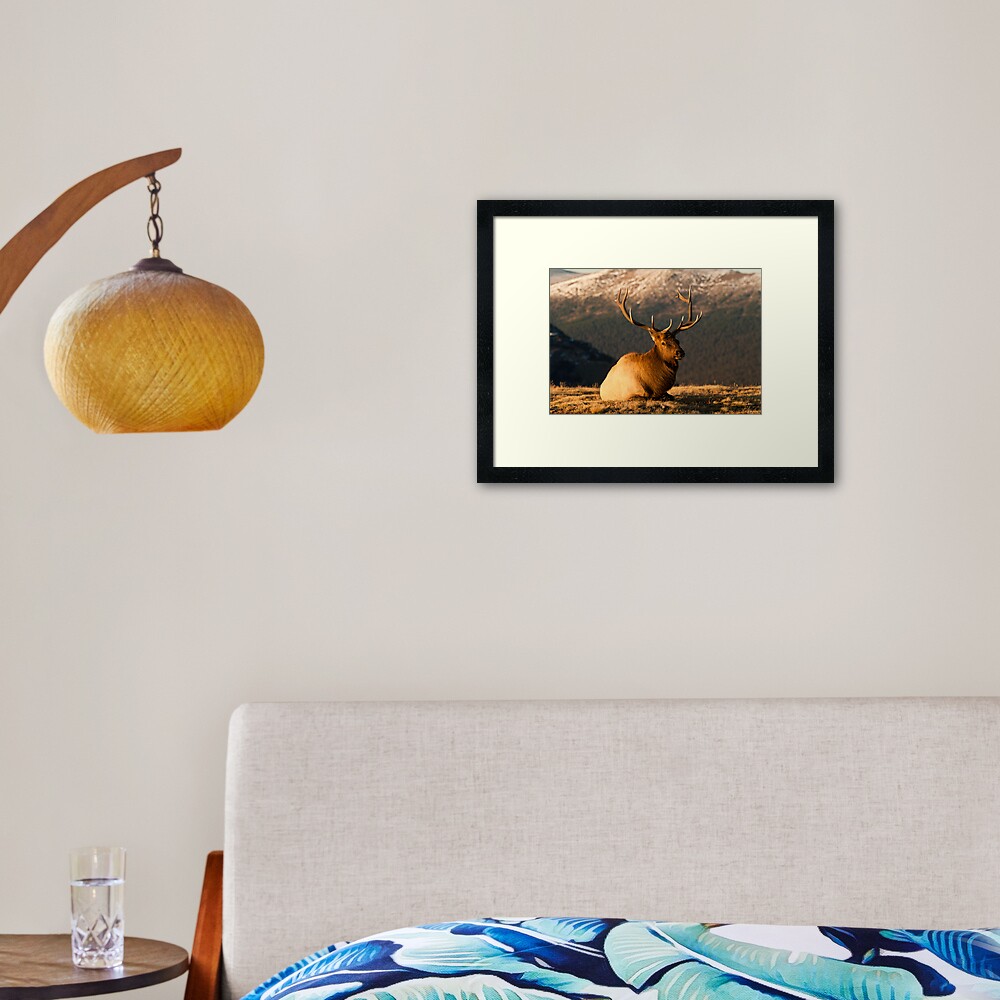 The Great Bull Elk At Rest Framed Art Print