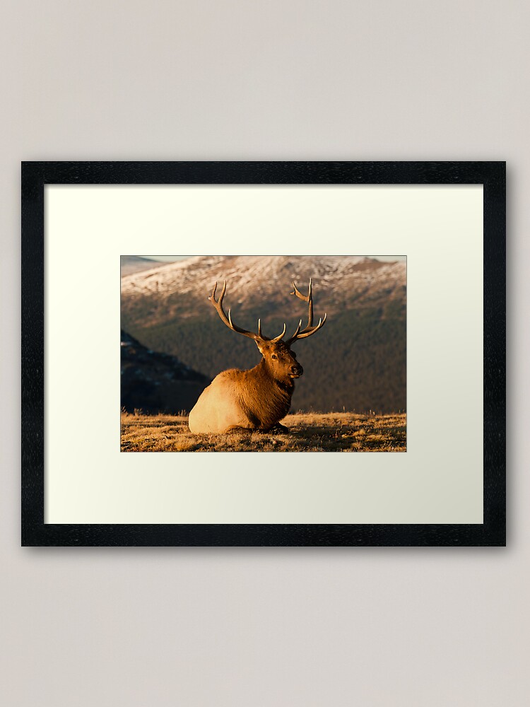 Alternate view of The Great Bull Elk At Rest Framed Art Print
