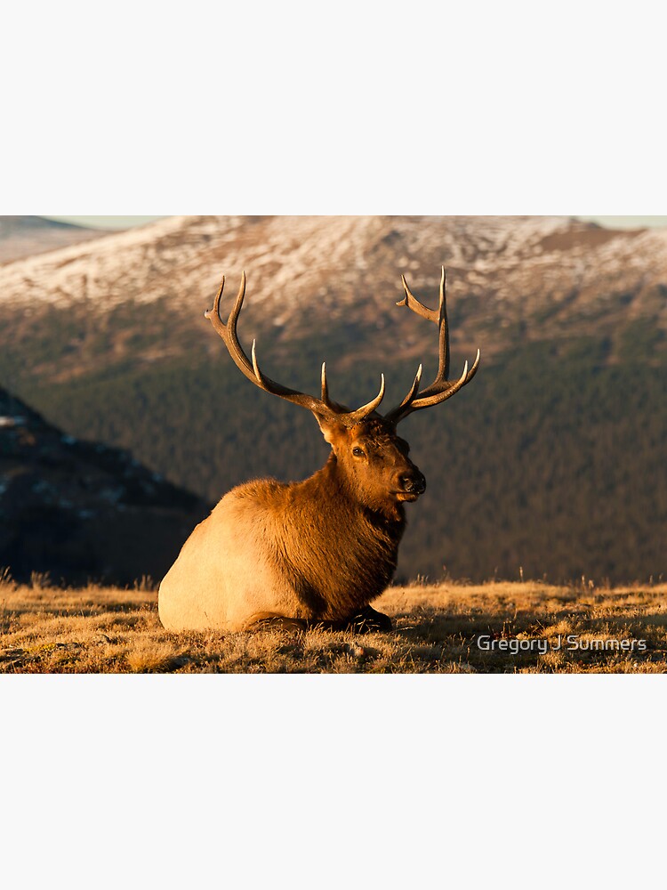 The Great Bull Elk At Rest by nikongreg