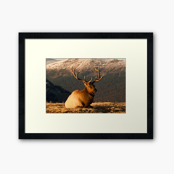 The Great Bull Elk At Rest Framed Art Print