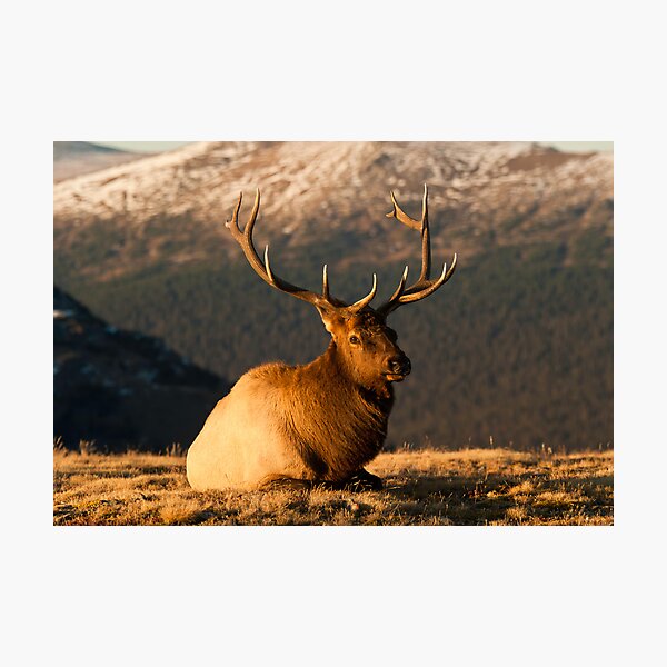 The Great Bull Elk At Rest Photographic Print