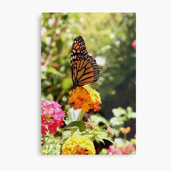 Artikel-Vorschau von Butterfly Beauty, designt und verkauft von Carol Bock.