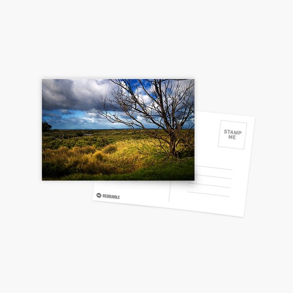 Swampland Postcard