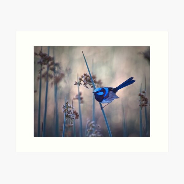 Item preview, Superb Fairy Wren designed and sold by Wild Images.