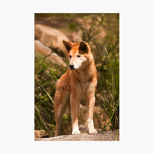 Item preview, Australian Dingo designed and sold by Froggie.