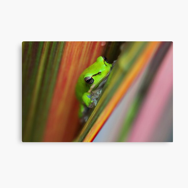 Litoria fallax Canvas Print