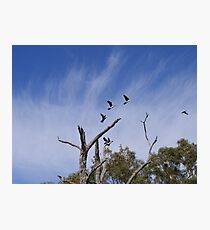 Cormorant - Bird & Animal Sanctuary, Lake Cargelligo Photographic Print