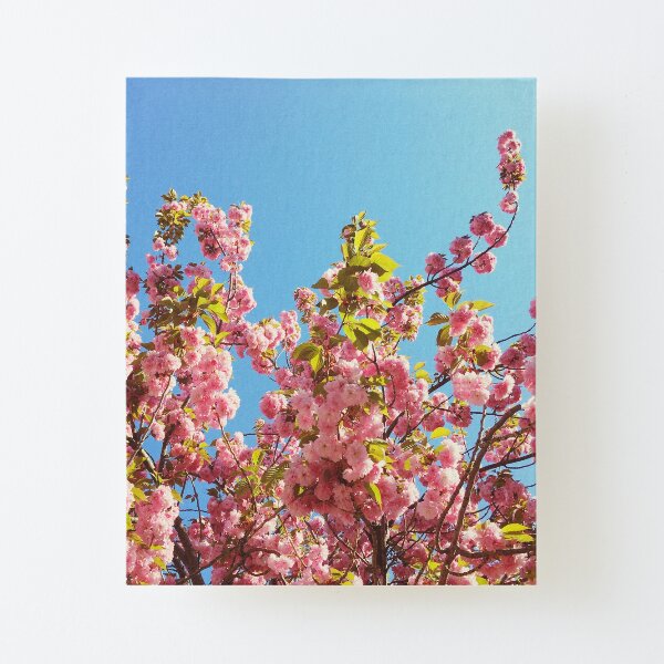 Floral Gift - Cherry Blossoms Photography - Gardener Present Canvas Mounted Print