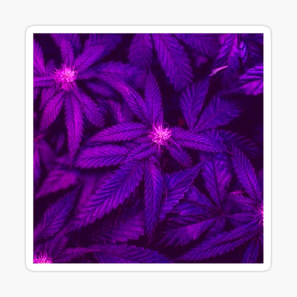 Purple 420 glitter lips pot marijuana weed Sublimation Transfer - Trendy  Transfers