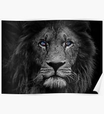 Lion time! Poster