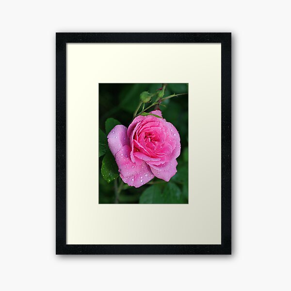 Gertrude Jekyll Rose Framed Art Print