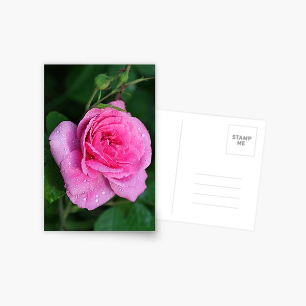Gertrude Jekyll Rose Postcard