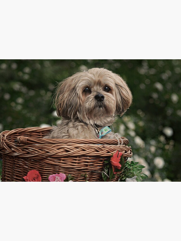 dog in a basket