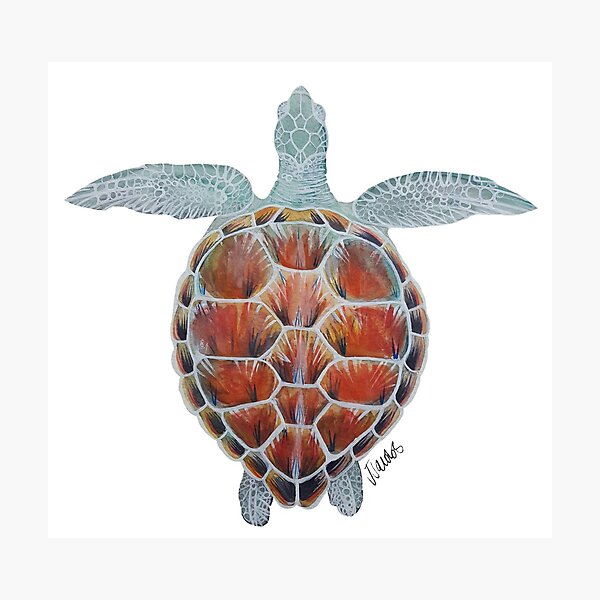 Watercolor Sea Turtle Photographic Print