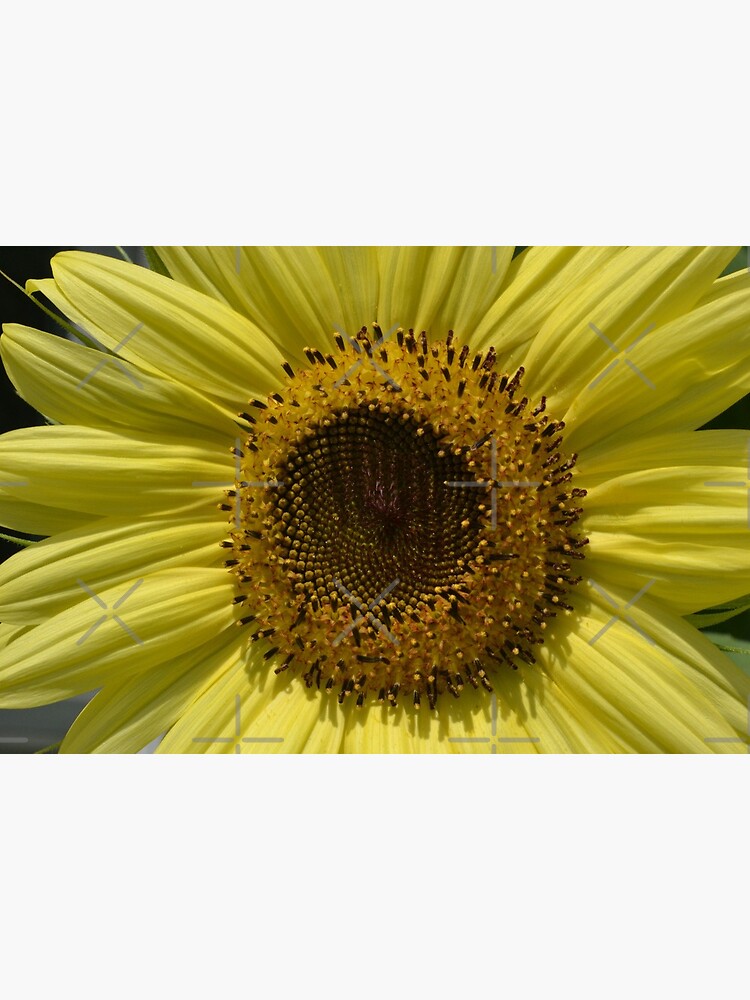 Lámina rígida «Girasol Lemon Queen en Boldly Grow Homestead» de Gold-Coin |  Redbubble