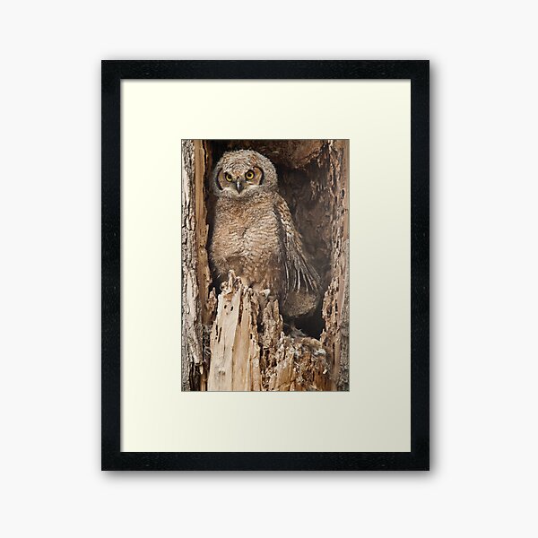 Baby Great Horned Owl Framed Art Print