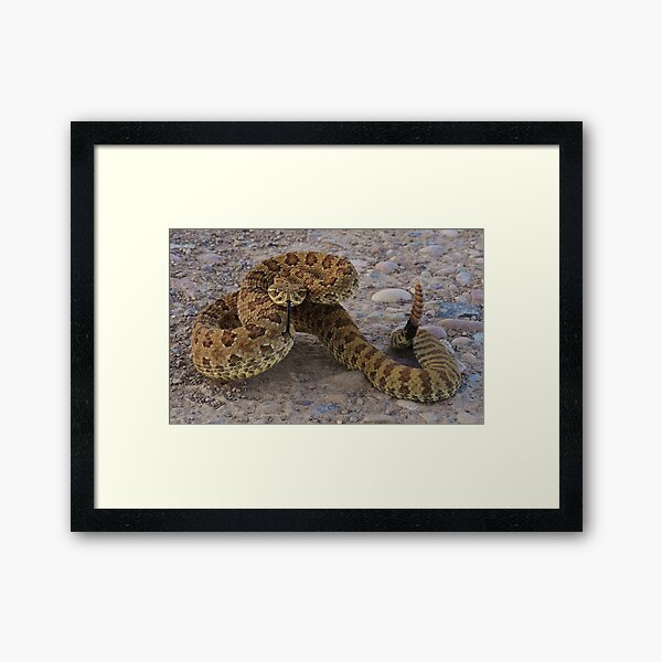 Poised to Strike Framed Art Print