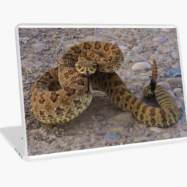 Poised to Strike Laptop Skin