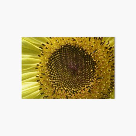 Lámina rígida «Girasol Lemon Queen en Boldly Grow Homestead» de Gold-Coin |  Redbubble