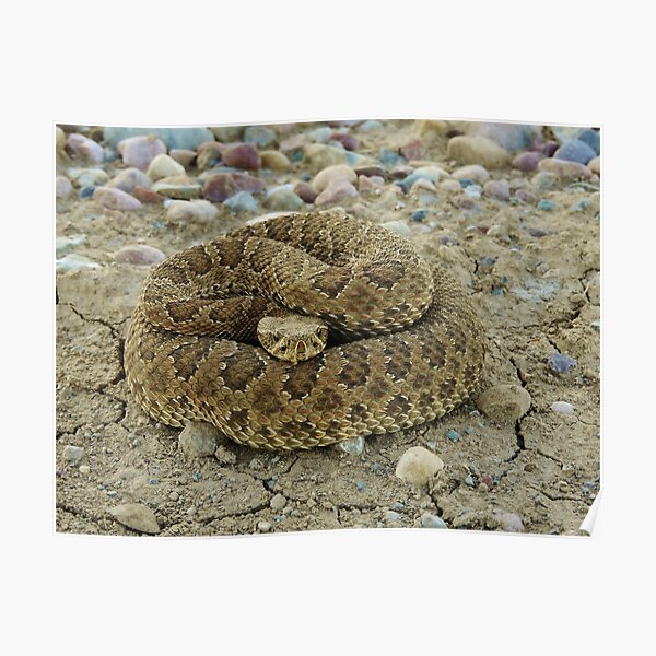 Coiled Poster