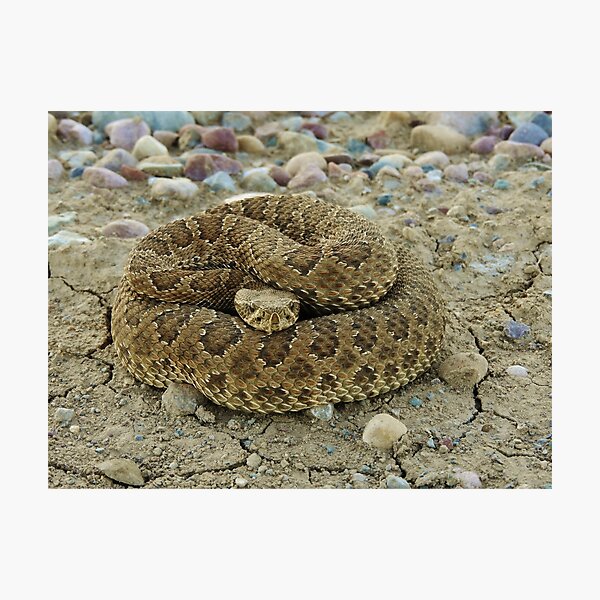 Coiled Photographic Print