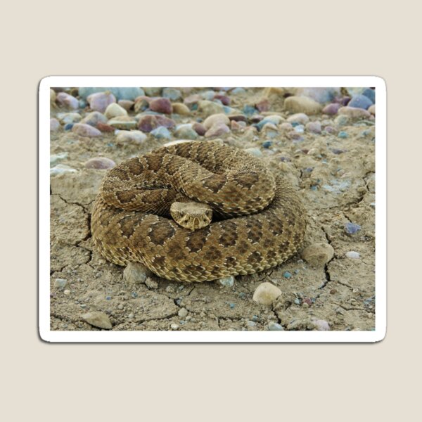 Coiled Magnet