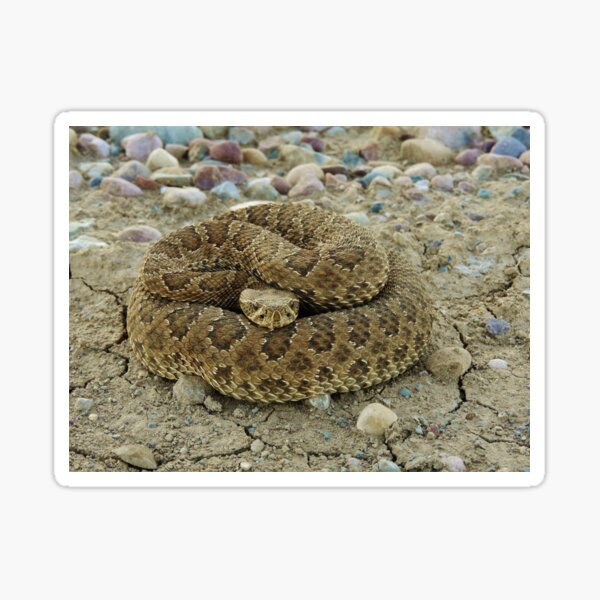 Coiled Sticker
