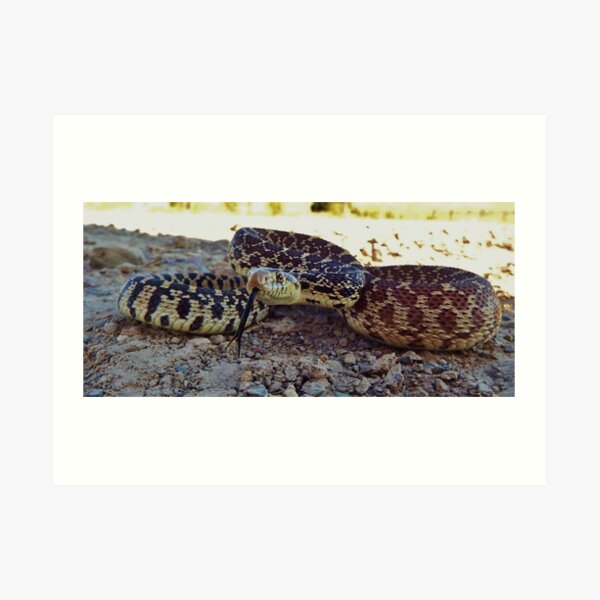Bullsnake Art Print
