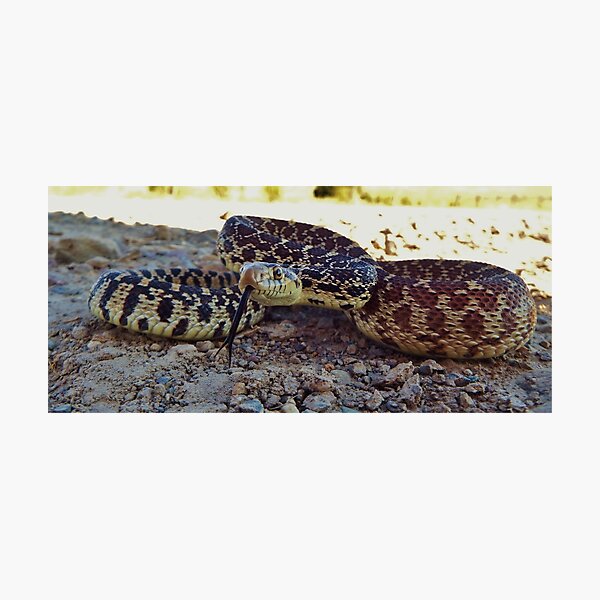 Bullsnake Photographic Print