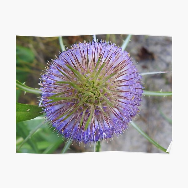 Blooming Teasel Poster