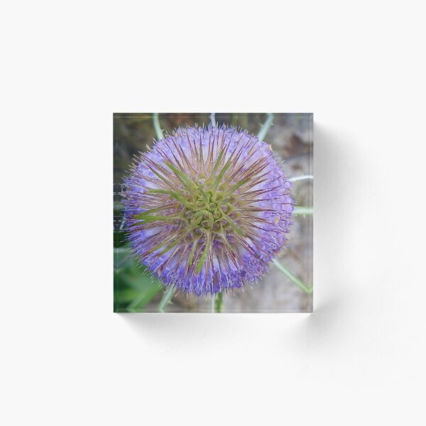 Blooming Teasel Acrylic Block