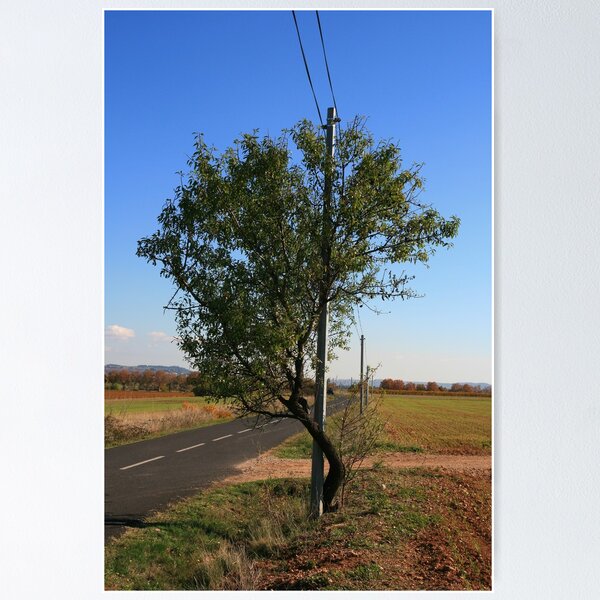 Item preview, Tree and telegraph pole French country road designed and sold by Paul Pasco.