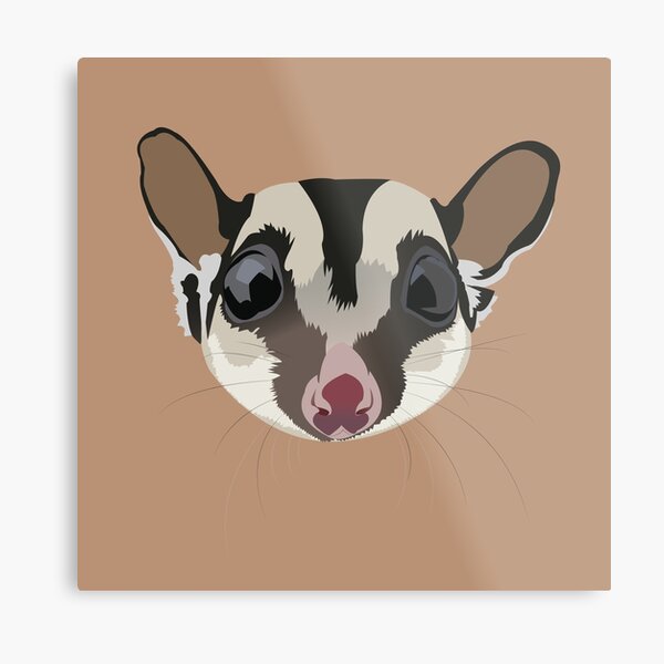 Sugar Glider Metal Print