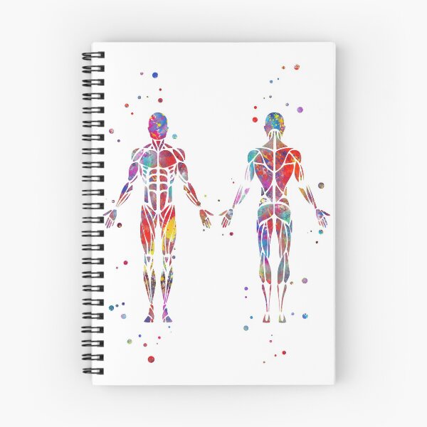 Item preview, Muscular System, man body, man muscles designed and sold by Rosaliartbook.