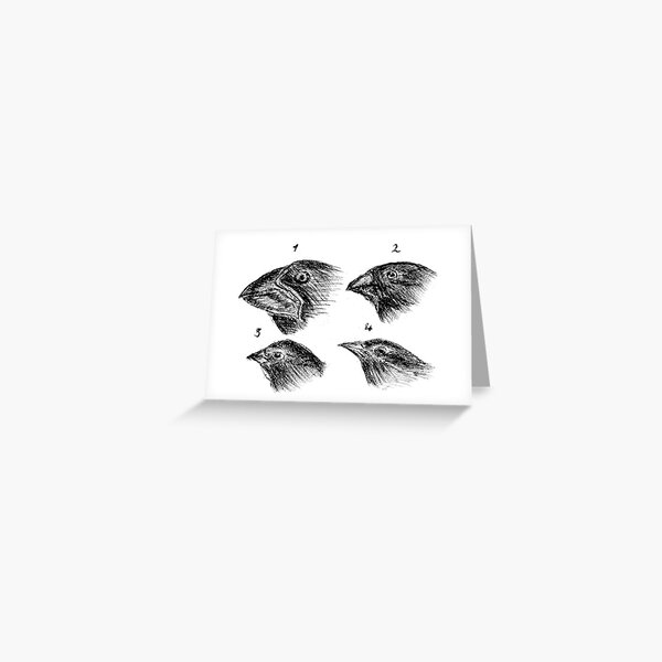Item preview, Darwin's finches designed and sold by The Curious Cat.