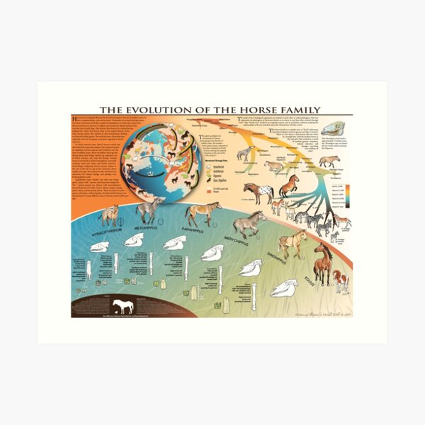 Horse Evolution Art Print