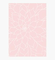 Rose Quartz Succulent Photographic Print