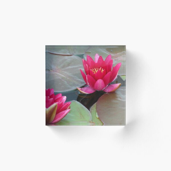 Item preview, Sharing Beauty Tips - Vibrant Pink Water Lilies designed and sold by EasterDaffodil.