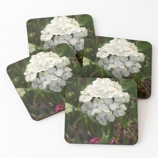 Item preview, White Sweet William                                             Pentax X-5 MP    designed and sold by TKUsitalo.