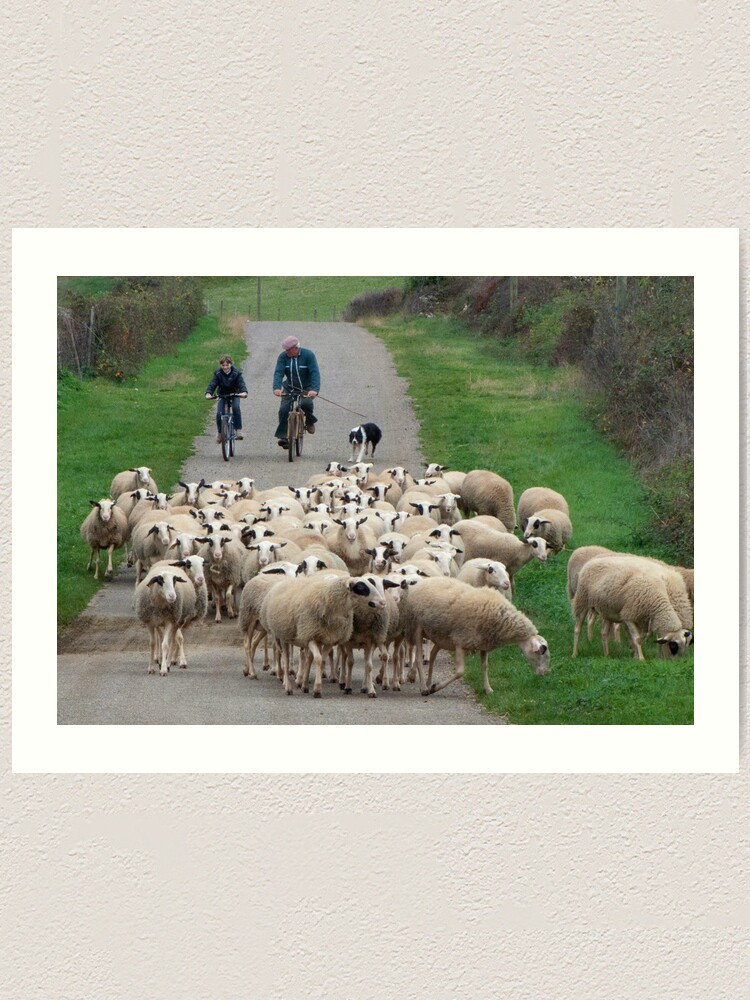 Alternate view of Bringing Them In For the Night Art Print