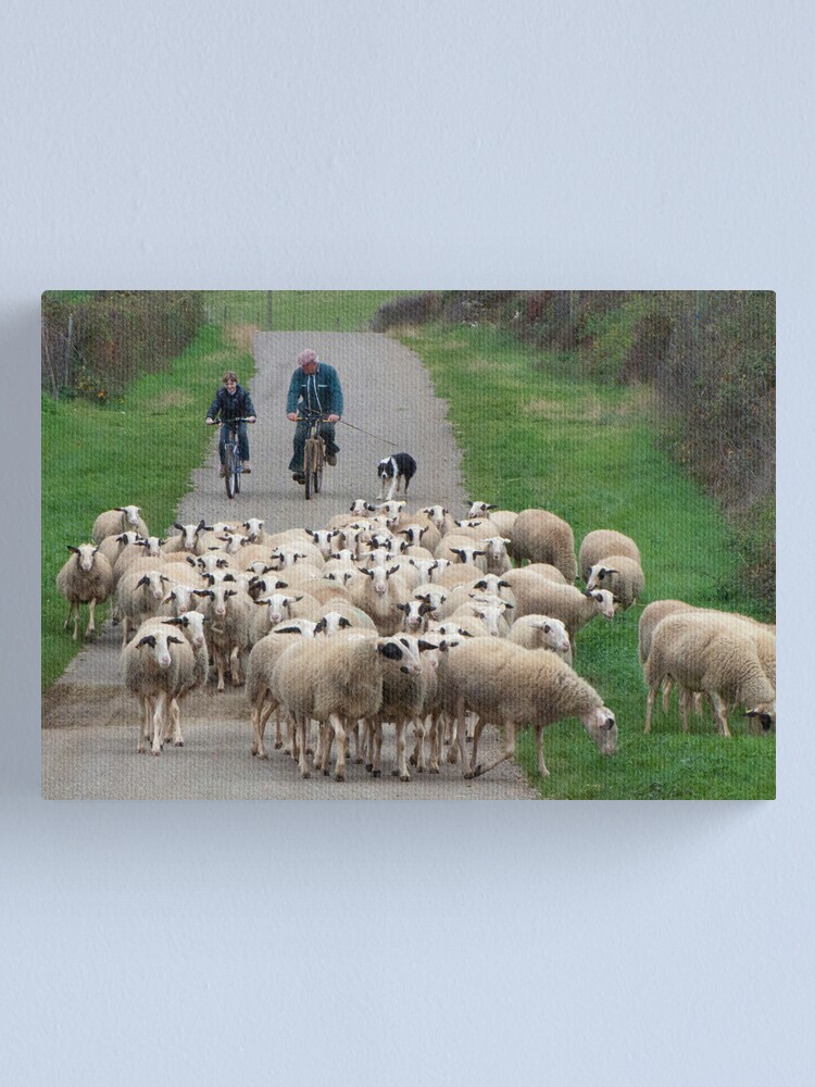 Alternate view of Bringing Them In For the Night Canvas Print