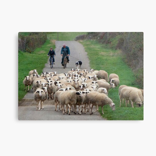 Bringing Them In For the Night Metal Print
