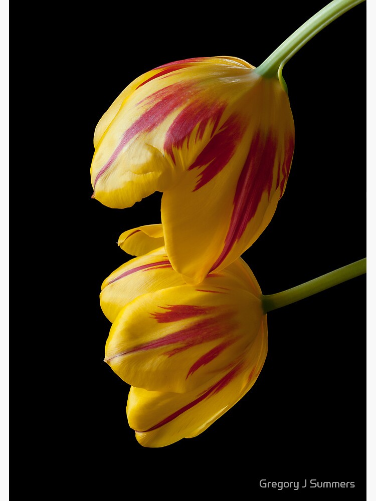Tulip Treasures by nikongreg