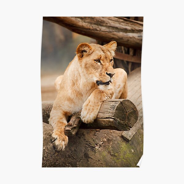 Posters Sur Le Theme La Femelle Lion Redbubble