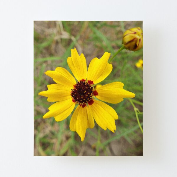 Plains Coreopsis Canvas Mounted Print
