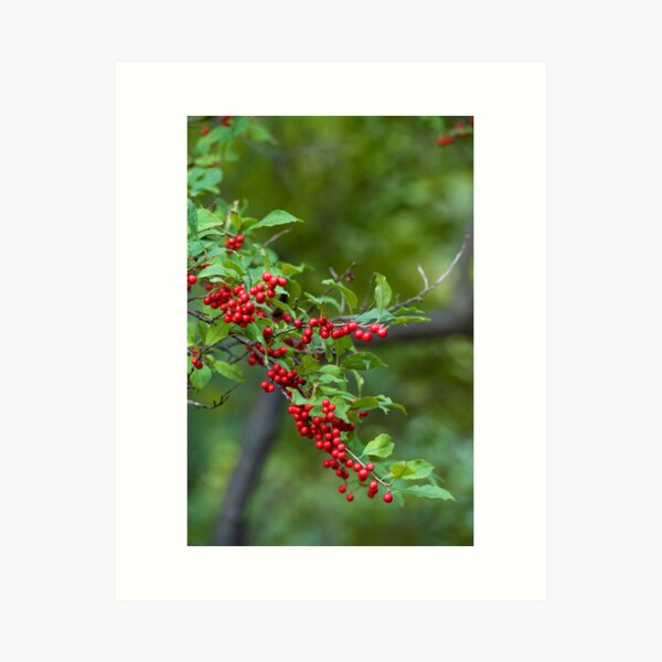 Item preview, Ilex serrata designed and sold by Dency Kane.