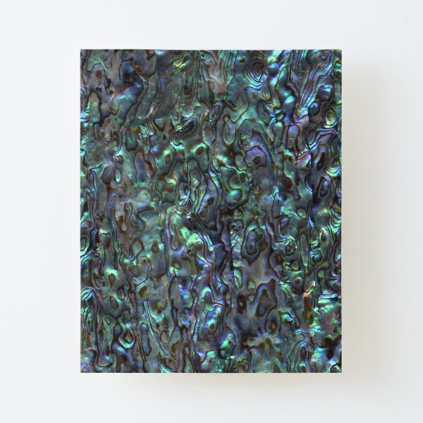 Abalone Shell | Paua Shell | Seashell Patterns | Sea Shells | Natural | Canvas Mounted Print