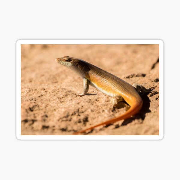 Rainbow Skink, South Africa Sticker